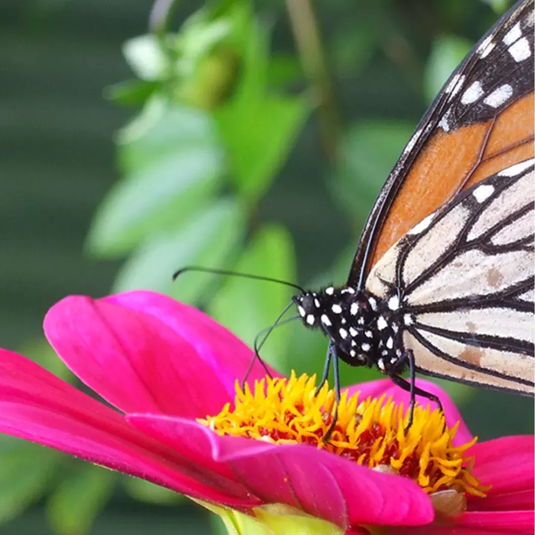 Helen Harrison Osteopathy